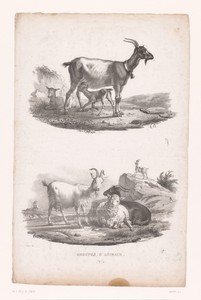 Zogende geit en herderin met schapen en geiten
