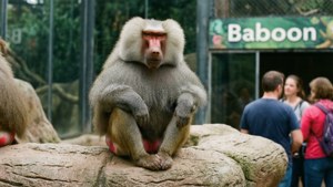 Zoo Observation