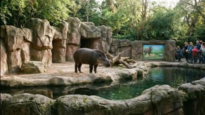 Zoo Tapir