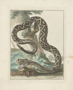 Zuid-Amerikaanse ratelslang (Crotalus durissus)