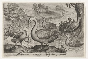 Zwaan en ganzen en eenden bij water