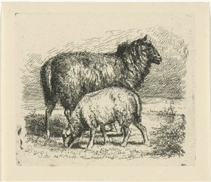 Zwart schaap met lam