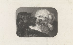 Zwarte en witte hond