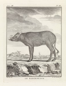 Zwijn